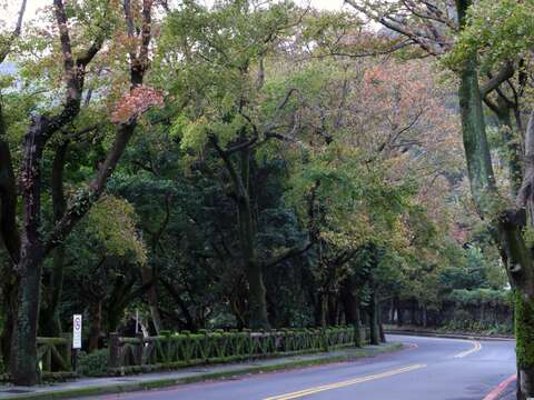 前山公園楓香