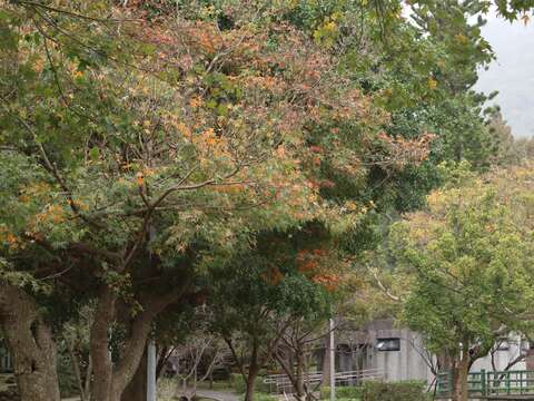 前山公園青楓