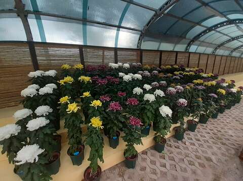 大菊品種展示