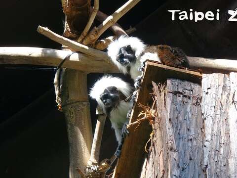 棉頭絹猴情侶甜密密　穿山甲館隨時大放閃