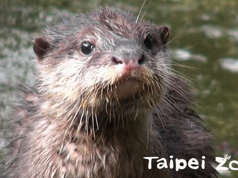 小爪水獺「小蝸」長大了唷！