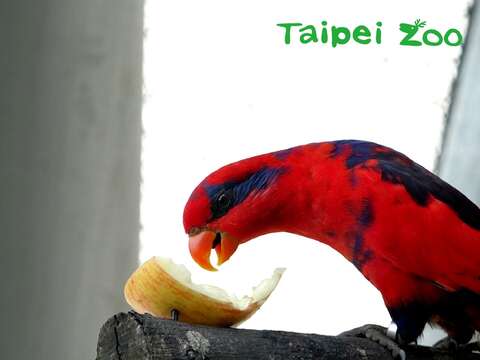紅藍吸蜜鸚鵡享用蘋果