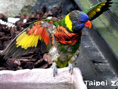 虹彩吸蜜鸚鵡玩水、展翅