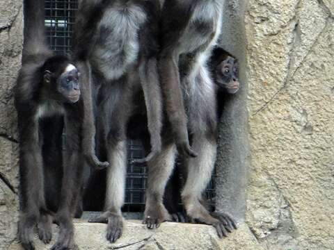 住在熱帶雨林區惡名昭彰的「屁孩集團」--4隻年輕公棕蜘蛛猴