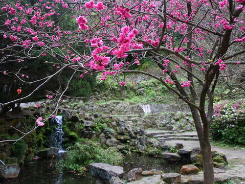 YangMingShan Flower Festival