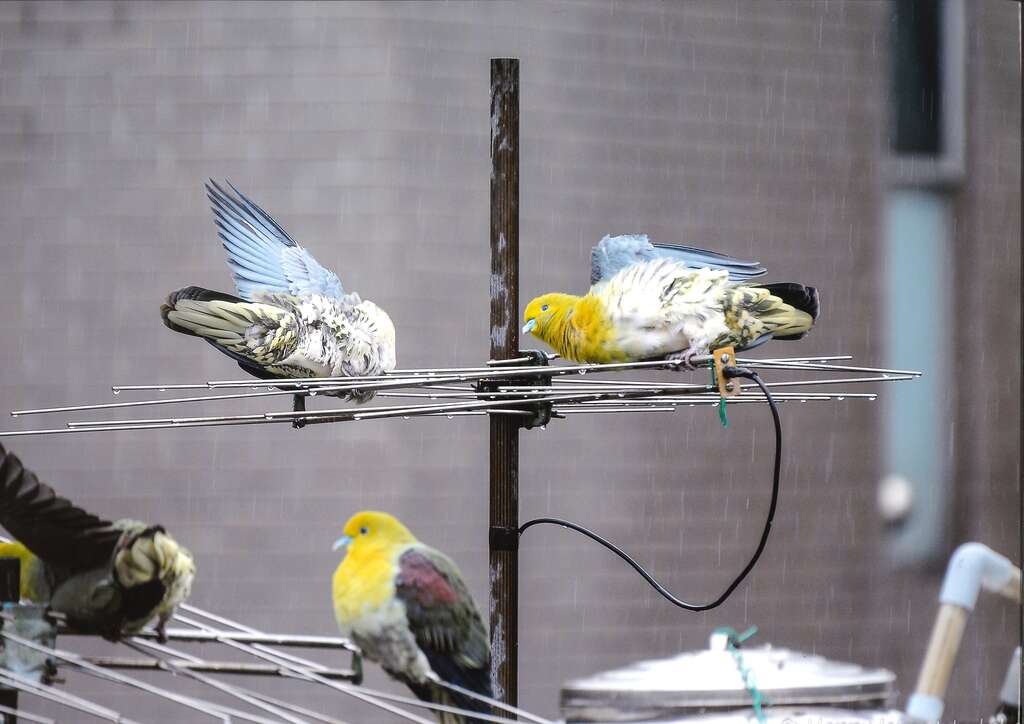 22nd Taipei International Birdwatching Fair