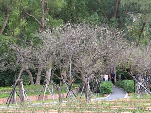 士林官邸玫瑰園中梅花悄悄綻放