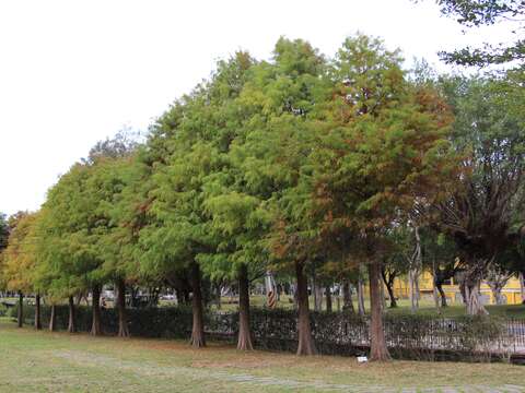 士林官邸靠中山北路的落羽松