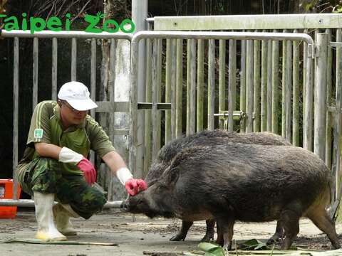 保育員使出「愛的摸摸」討臺灣野豬歡心