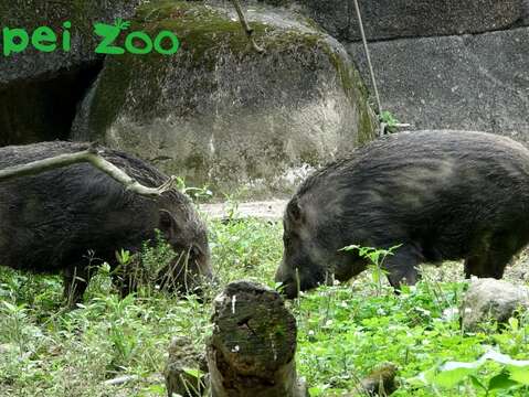 臺灣野豬喜歡拱土找尋可以吃的食物