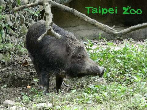 臺灣野豬在野外環境時，需要提高警覺才得以生存，民眾若在野外遇到牠們，可要三十六計走為上策啊 !