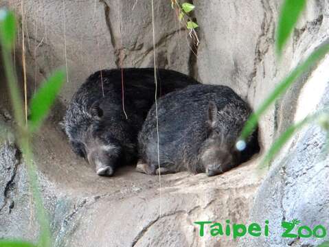 「山茶」、「山櫻」姊妹倆感情特別好