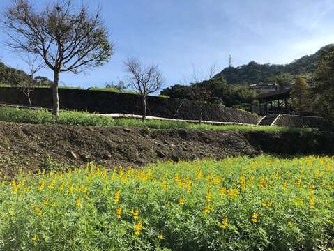 沿著步道賞玩花海