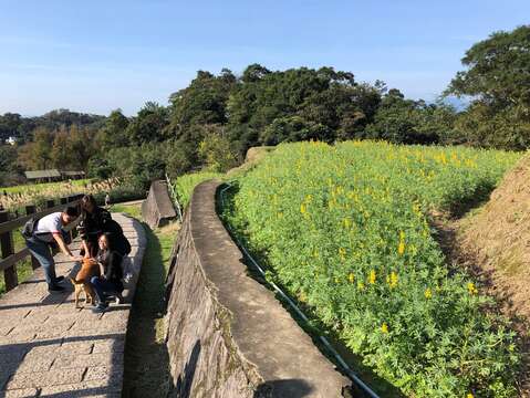 第一批魯冰花來報到