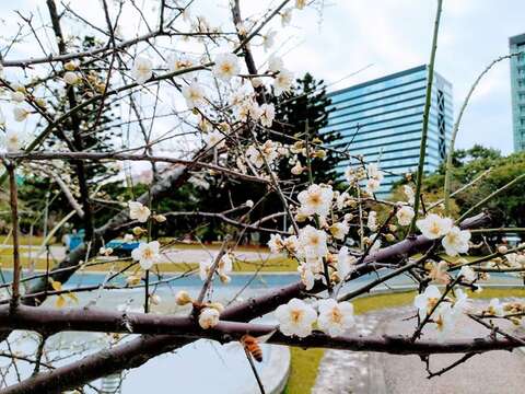 園內老梅樹花朵綻放，梅樹依偎水池旁，格外有一番風情
