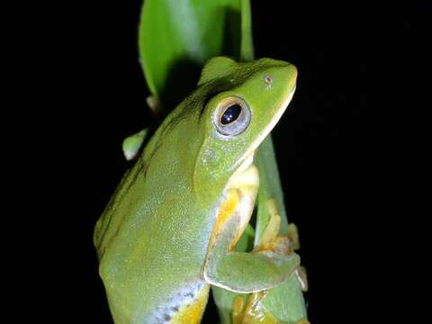 臺北樹蛙是臺灣的特有種