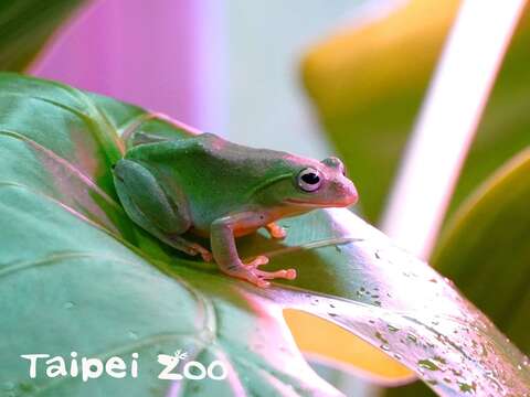 葛~~葛~~葛~~的聲音原來是臺灣特有種「臺北樹蛙」的繁殖鳴叫聲