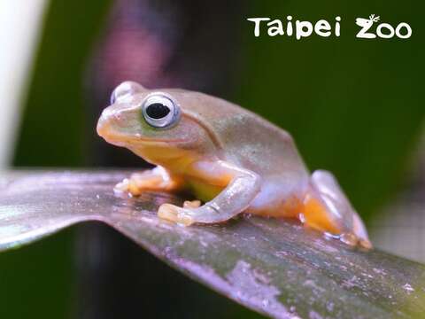 臺北樹蛙棲息地集中於潮濕多雨的北部地區