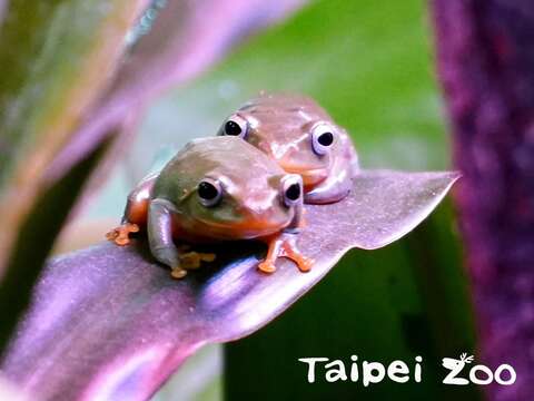臺北樹蛙繁殖期為冬季