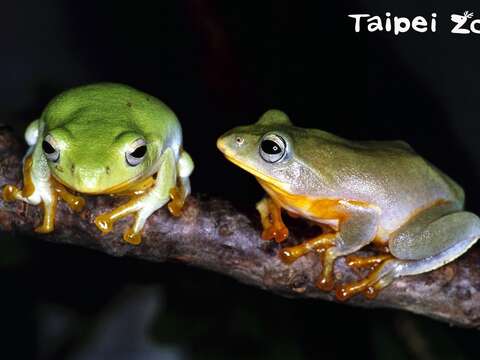 臺北樹蛙的雄蛙會唱著低沉而嘹亮的歌聲，吸引雌蛙注意