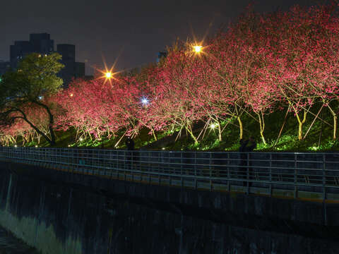 2020楽活夜桜祭り