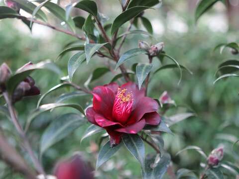 茶花‘黑鳥‘