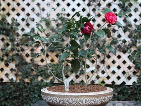 茶花‘黑色蕾絲’