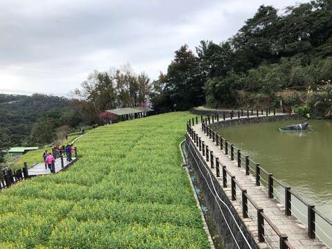 盛開的金黃色搖鈴