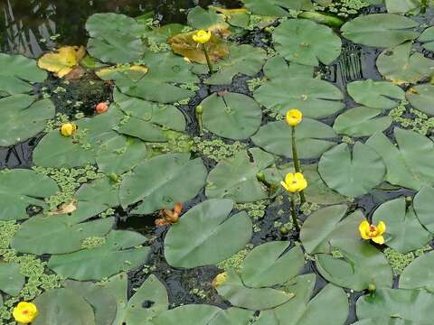 台灣萍蓬草