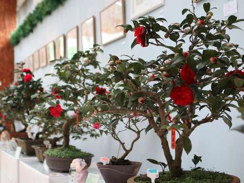 2020臺北茶花展_室內展出茶花