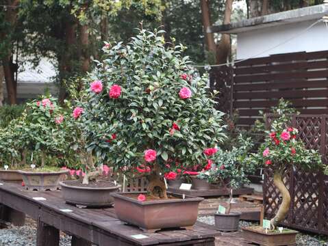 2020臺北茶花展_庭園內展示茶花盆景