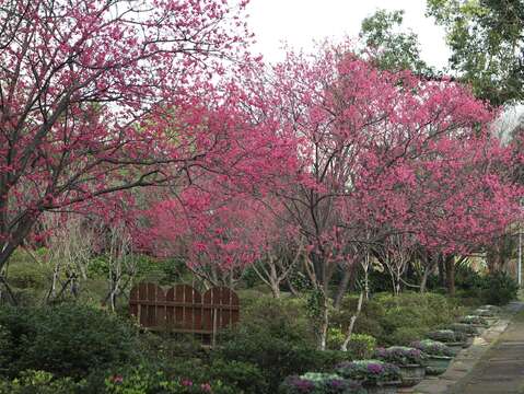 2020臺北茶花展_庭園內山櫻花已經綻放
