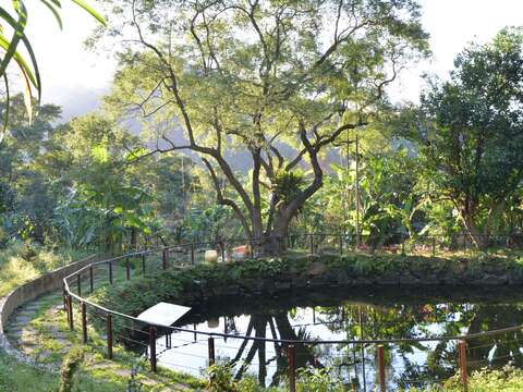 水土保持茶園-生態池
