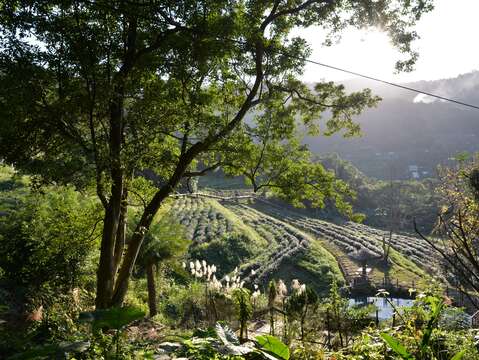 貓空水土保持茶園美景