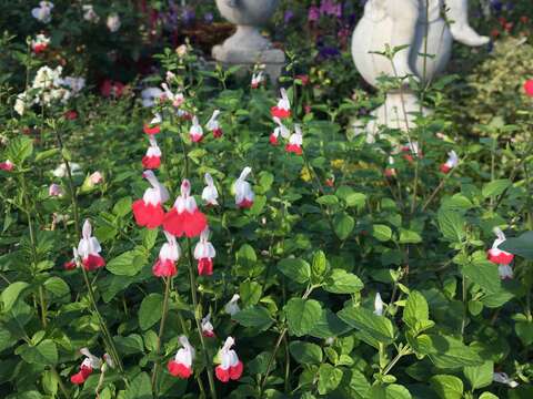 台北人必遊!! 新生公園新春賞花去