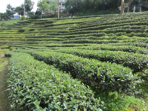 貓空地區隨處可見整齊的茶園