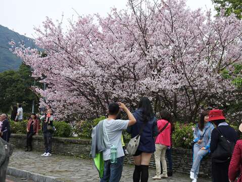 去年陽明山花季櫻花景緻迷人