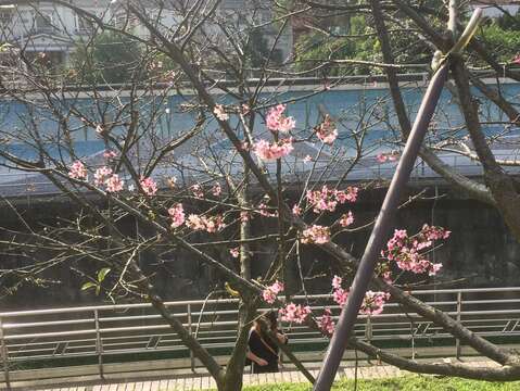樂活公園櫻花現況