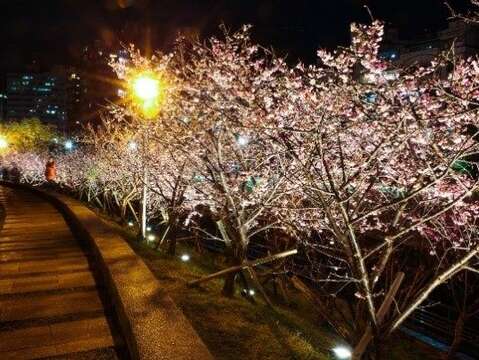 去年樂活夜櫻季櫻花沿著河岸盛開