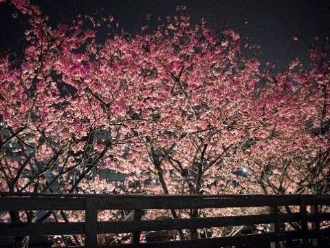 去年樂活夜櫻季櫻花盛開
