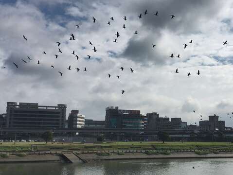 清晨或黃昏的退潮時段，有機會見證鸕鶿大軍盤旋飛越的奇景!