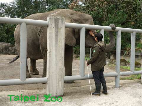 除了給食物獎勵外，保育員也會拍拍非洲象鼓勵牠們