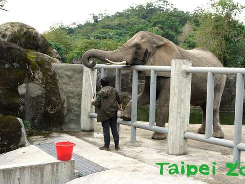 保育員指示非洲象將鼻子放在指定的位置