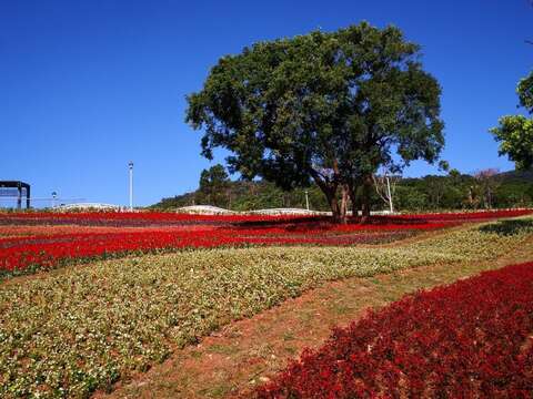 賞完花海後，建議順著中和街就近到復興公園泡腳池，讓疲累的雙腳得到紓壓(工務局攝)