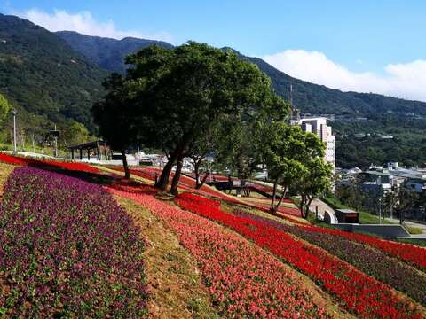北投社三層崎公園花海交叉種植呈現色澤美感及多層次的視覺效果(工務局攝)