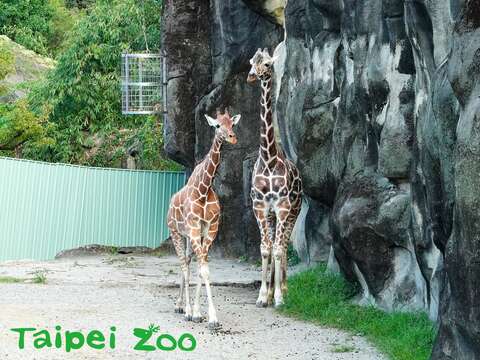 動物園加強防疫~讓民眾安心遊園
