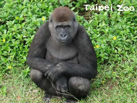 金剛猩猩美女「Tayari」