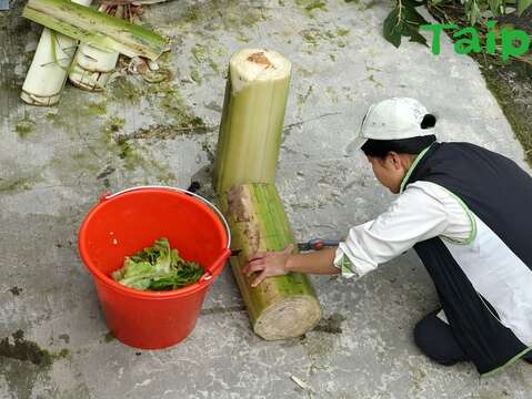 保育員將香蕉莖葉切段，作為金剛猩猩行為豐富化玩具
