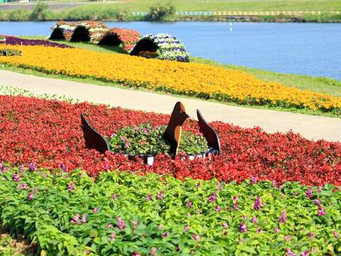 「観山河浜公園」の花畑が見頃　花見とバードウォッチングに！