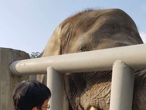 抽血完畢獸醫師也送上食物獎勵非洲象乖乖配合（方建華攝）